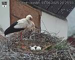 Capi_Dubne_20250601_202503.jpg