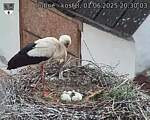 Capi_Dubne_20250601_203003.jpg