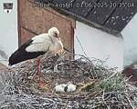 Capi_Dubne_20250601_203504.jpg