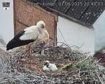 Capi_Dubne_20250601_204003.jpg