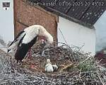 Capi_Dubne_20250601_204502.jpg