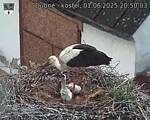 Capi_Dubne_20250601_205003.jpg