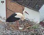 Capi_Dubne_20250601_205503.jpg