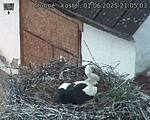 Capi_Dubne_20250601_210503.jpg
