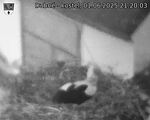 Capi_Dubne_20250601_212003.jpg