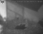 Capi_Dubne_20250601_213003.jpg
