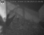 Capi_Dubne_20250601_215502.jpg