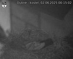 Capi_Dubne_20250602_001502.jpg