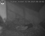 Capi_Dubne_20250602_003002.jpg