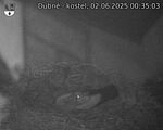 Capi_Dubne_20250602_003503.jpg