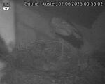 Capi_Dubne_20250602_005502.jpg