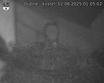 Capi_Dubne_20250602_010502.jpg