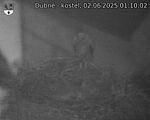 Capi_Dubne_20250602_011002.jpg