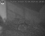 Capi_Dubne_20250602_012003.jpg