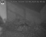 Capi_Dubne_20250602_014502.jpg