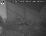 Capi_Dubne_20250602_015503.jpg