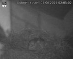 Capi_Dubne_20250602_020502.jpg