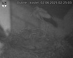 Capi_Dubne_20250602_022503.jpg