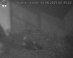 Capi_Dubne_20250602_024502.jpg