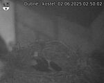 Capi_Dubne_20250602_025002.jpg