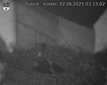 Capi_Dubne_20250602_031502.jpg