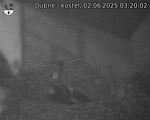 Capi_Dubne_20250602_032002.jpg