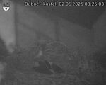 Capi_Dubne_20250602_032503.jpg