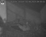 Capi_Dubne_20250602_040502.jpg