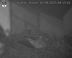 Capi_Dubne_20250602_041502.jpg