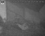 Capi_Dubne_20250602_042002.jpg