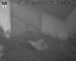 Capi_Dubne_20250602_042503.jpg