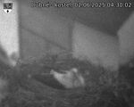 Capi_Dubne_20250602_043002.jpg