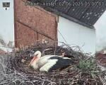 Capi_Dubne_20250602_050003.jpg