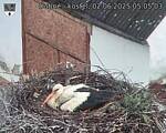 Capi_Dubne_20250602_050503.jpg
