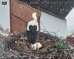 Capi_Dubne_20250602_051002.jpg