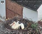 Capi_Dubne_20250602_051504.jpg