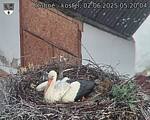 Capi_Dubne_20250602_052004.jpg