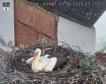 Capi_Dubne_20250602_052502.jpg