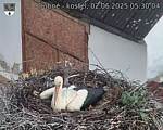 Capi_Dubne_20250602_053004.jpg