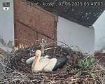 Capi_Dubne_20250602_054003.jpg