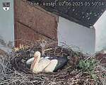 Capi_Dubne_20250602_055004.jpg