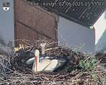 Capi_Dubne_20250602_055503.jpg
