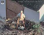 Capi_Dubne_20250602_060003.jpg