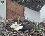 Capi_Dubne_20250602_060504.jpg
