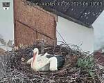 Capi_Dubne_20250602_061003.jpg