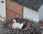 Capi_Dubne_20250602_063003.jpg