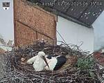 Capi_Dubne_20250602_063504.jpg