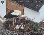 Capi_Dubne_20250602_064002.jpg