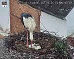 Capi_Dubne_20250602_064504.jpg