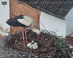 Capi_Dubne_20250602_065004.jpg